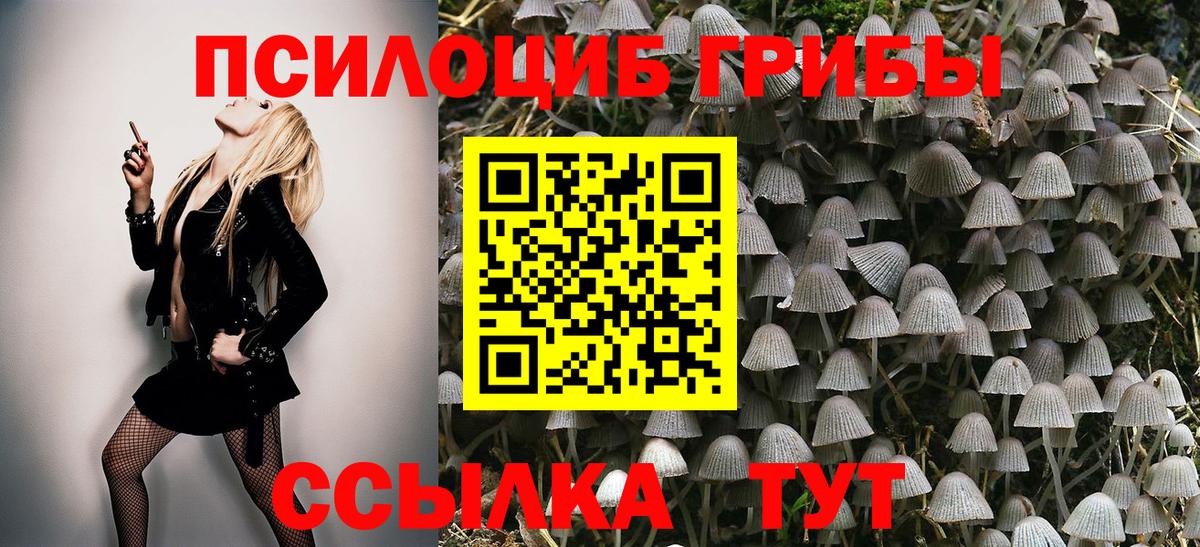 купить  цена  Галлюциногенные грибы Cubensis  Вход с VPN  Волгоград 